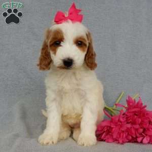 Princess-(Medium), Goldendoodle Puppy